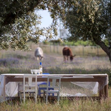 Quinta Dos Doze Sobreiros - Quarto Sol Ferreira Do Alentejo Exterior foto